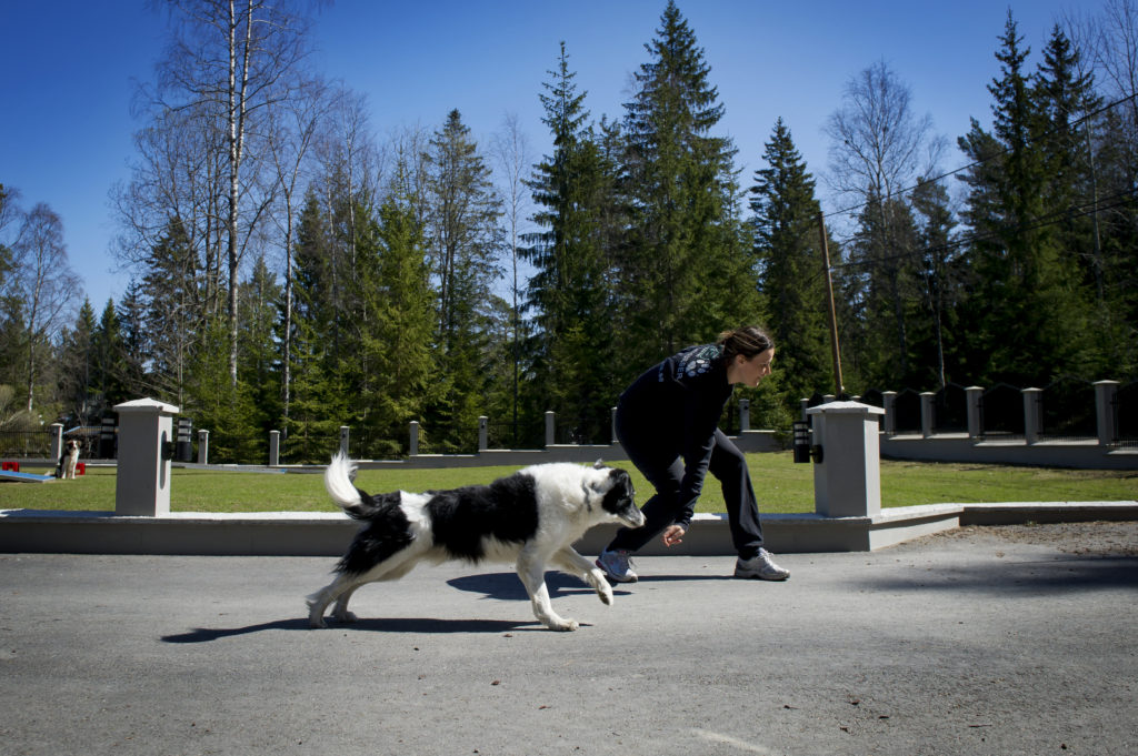 Kickantraning6 1024x681