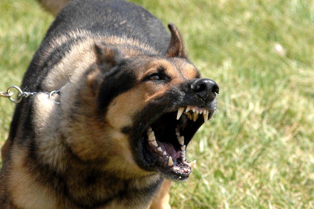 Military Dog Barking1 1024x682 1024x682