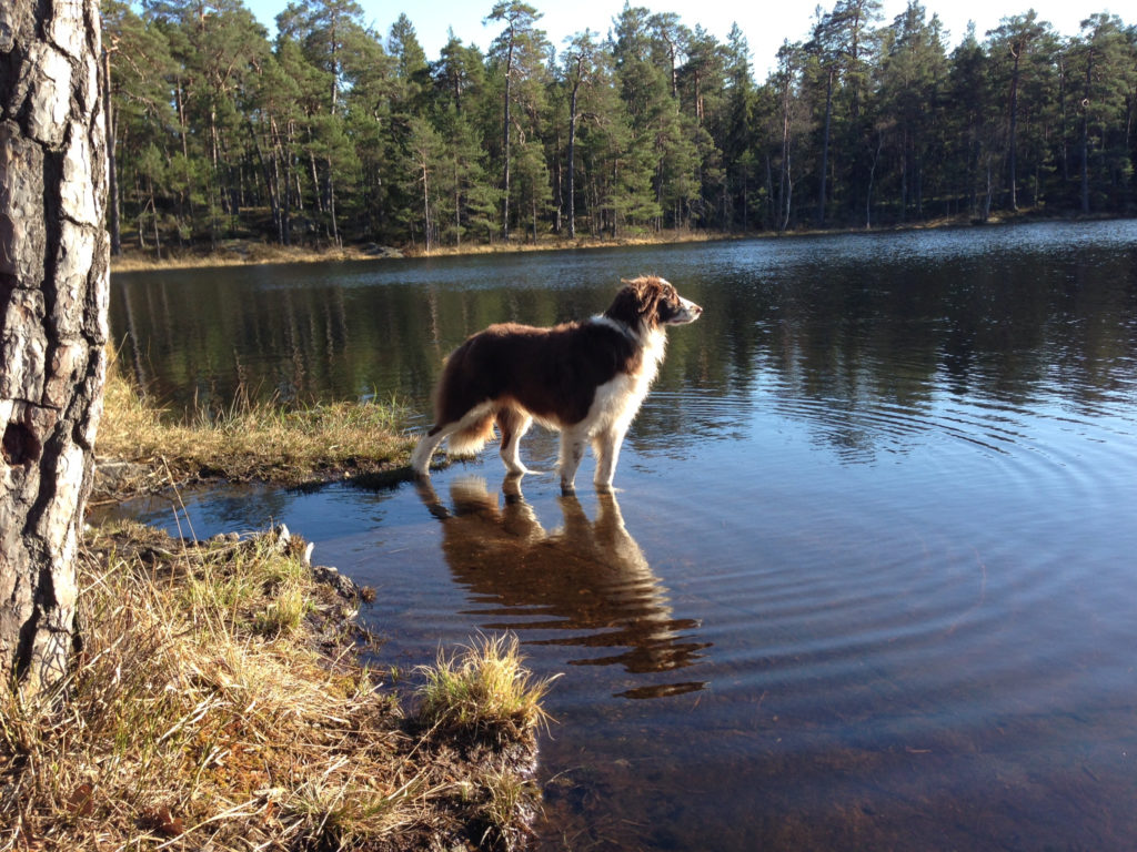 Flash Vid Gammeldammen 1024x768