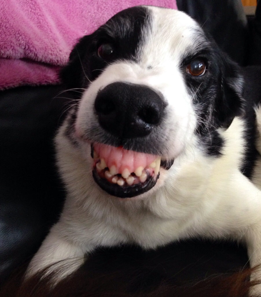 Snooby Visar Tänderna 902x1024