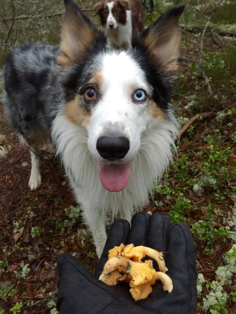 Iceochflash Hittar Kantareller 768x1024