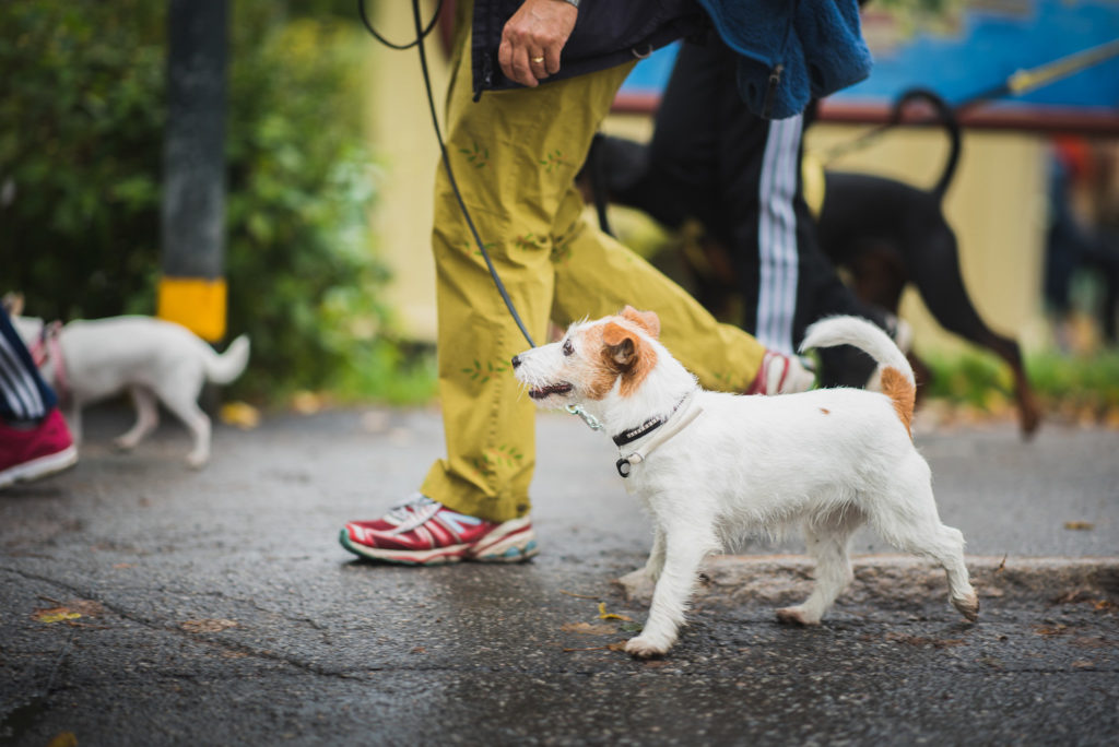 Fotografkickannikolic Agria Hundstallet Promenad 2048 1024x684