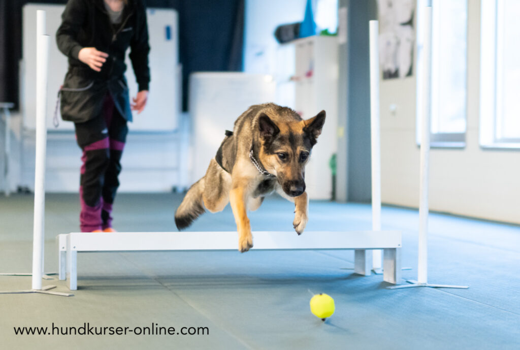 Hundfotograf Kickan.nikolic Agilitykurs älta Hundhall 4 1024x689
