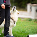 Privatlektion 2 tim (dela upp till 3 st)