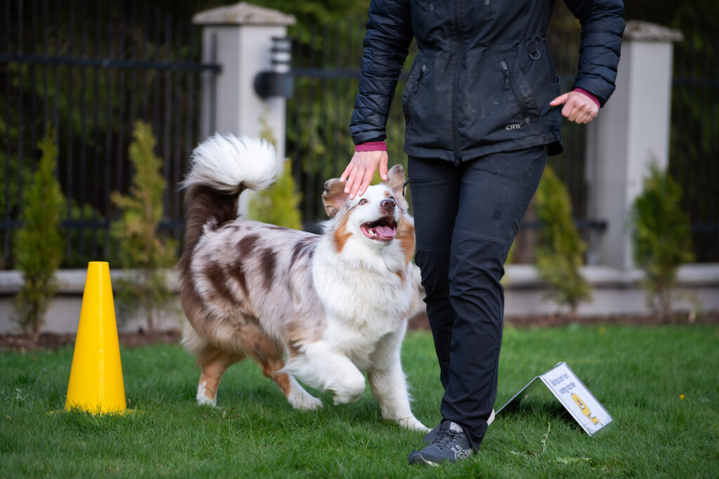 Rallylydnad K9.education Vendelso 204 1024x682