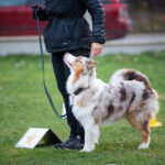 Rallylydnad, Nybörjar-Fortsättningsklass! (heldagskurs)