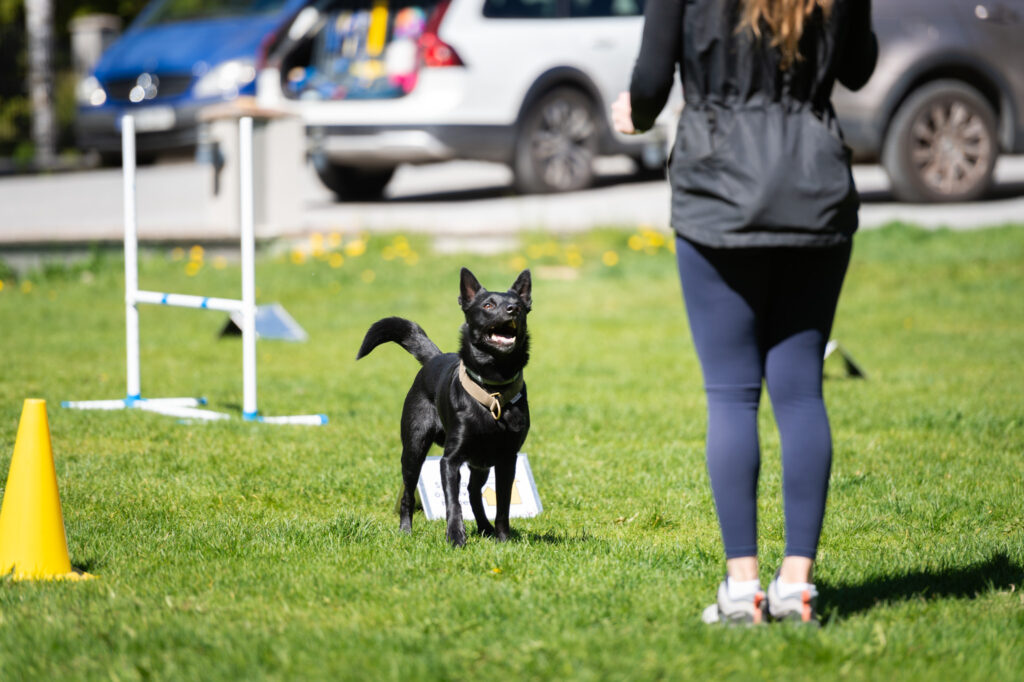 Rallylydnad K9.education Vendelso 312 1024x682