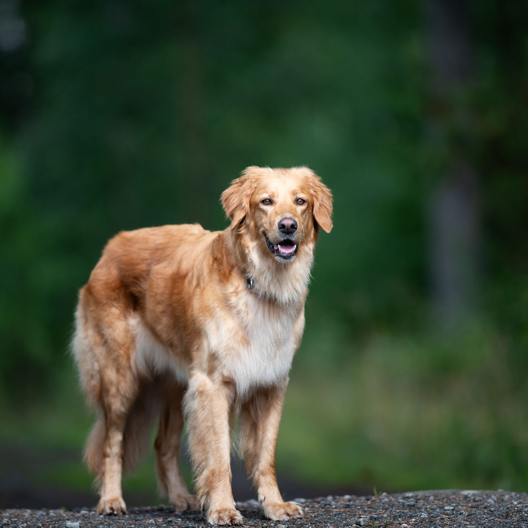 hundfotograf kickan nikolic hovawart 2